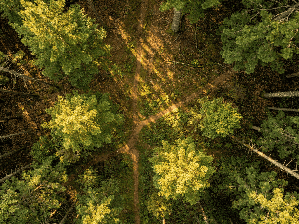 Zwischen Baumkronen – Wald Wandbild aus der Vogelperspektive