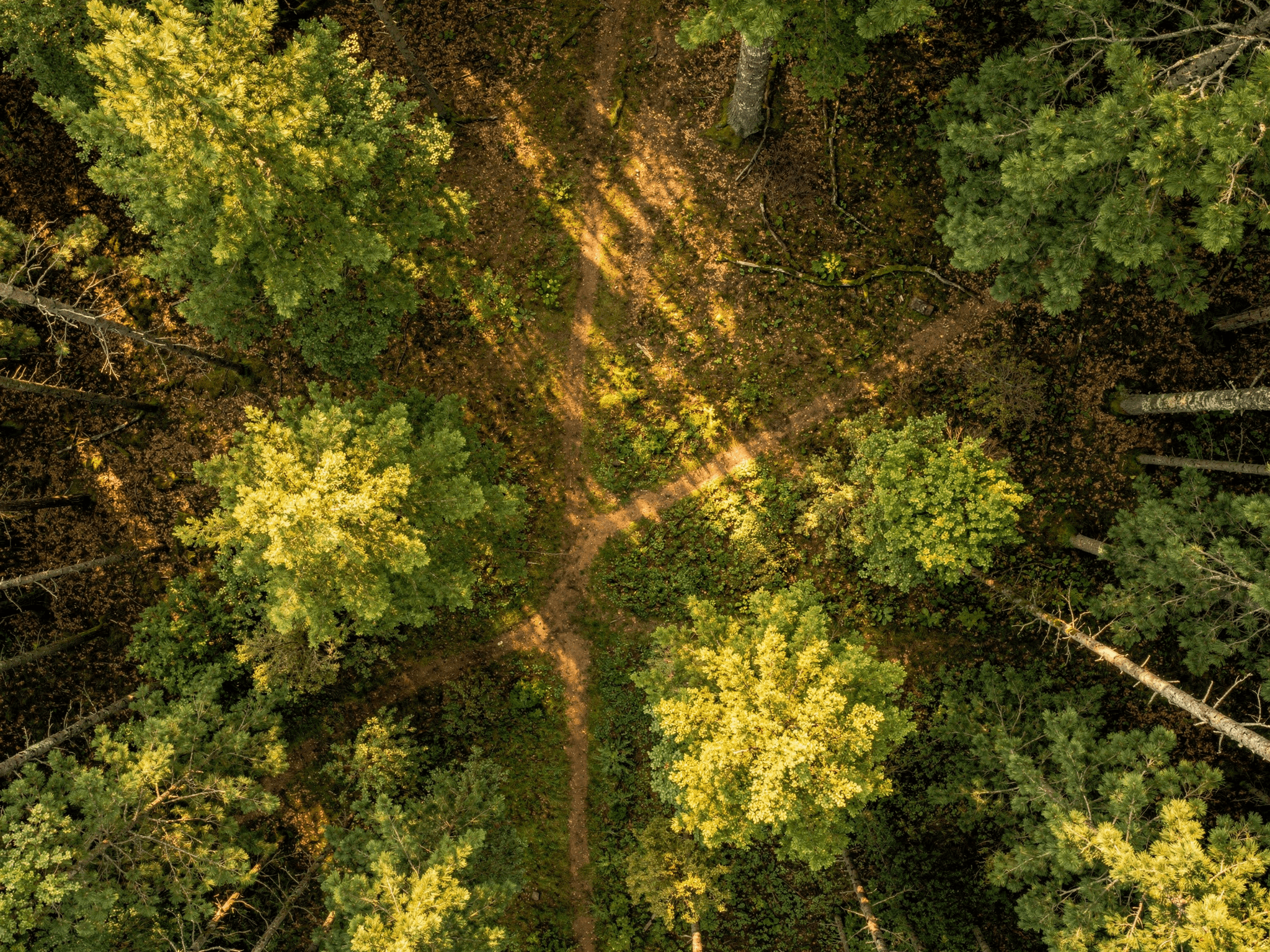 Zwischen Baumkronen – Wald Wandbild aus der Vogelperspektive