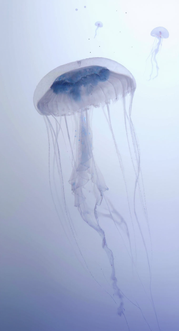 Silent Jelly – Minimalistisches Quallen-Wandbild